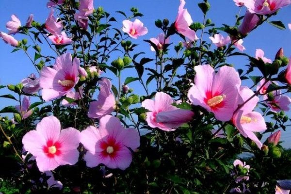 hàn quốc có hoa gì, hoa đặc trưng của hàn quốc, loài hoa đặc trưng của hàn quốc, quốc hoa của hàn quốc, quốc hoa của hàn quốc là loài hoa nào, loài hoa tượng trưng cho hàn quốc, quốc hoa hàn quốc, hoa biểu tượng của hàn quốc, hoa tượng trưng cho hàn quốc, quốc hoa của hàn quốc là, quốc hoa của hàn, quốc hoa của nước hàn quốc, quốc hoa của hàn quốc là gì,