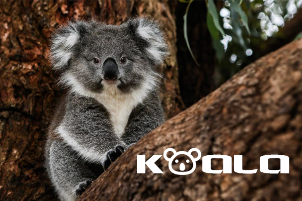 não koala, koala là con gì, koala bear, koala, khi nào gấu koala có thể sinh sống độc lập, kaola, gấu tui đâu, gau tui dau, gấu túi, gau tui, gấu kola, gấu koala ăn gì, gấu koala, gau koala, gấu kaola, gấu cô a la, con koala 