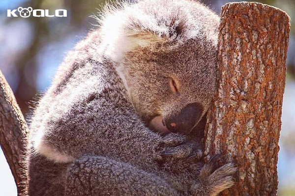koala, gấu koala, con koala, gấu túi, khi nào gấu koala có thể sinh sống độc lập, koala bear, koala là con gì, gau tui, gau tui dau, kaola, gấu tui đâu