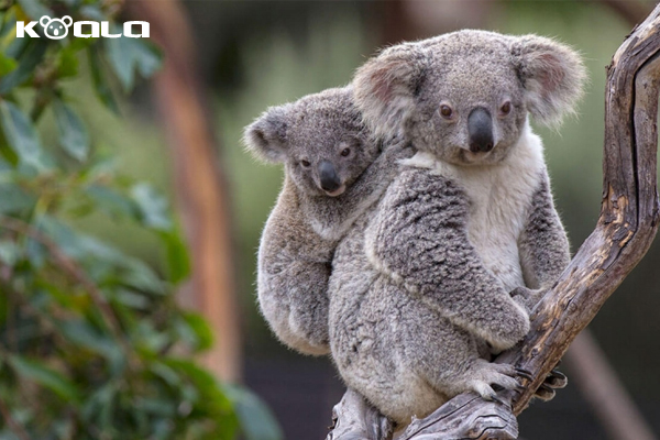 koala, gấu koala, con koala, gấu túi, khi nào gấu koala có thể sinh sống độc lập, koala bear, koala là con gì, gau tui, gau tui dau, kaola, gấu tui đâu