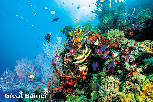 great barrier reef, great barrier reef australia, great barrier reef ở đâu, great barrier reef là gì, the great barrier reef là gì, rặng san hô great barrier, rặng san hô, rạn san hô great barrier, rặng san hô lớn nhất thế giới, great barrier, rạn san hô lớn nhất thế giới, rạn san hô đẹp nhất thế giới