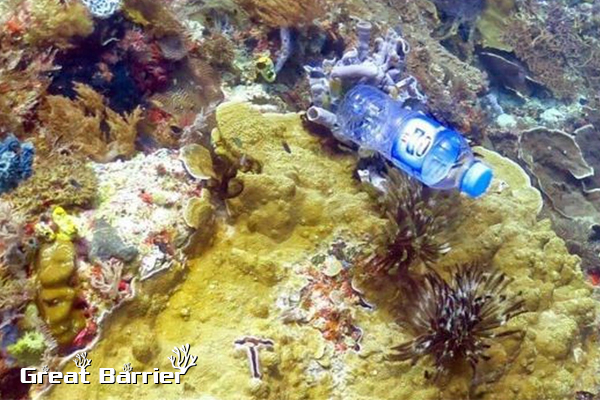 Rạn san hô Great Barrier Rạn san hô Great Barrier Reef Úc Rạn san hô Great Barrier ở đâu Rạn san hô Great Barrier Reef Rạn san hô Great Barrier Reef Rạn san hô Great Barrier Reef Lớn nhất thế giới Rạn san hô Great Barrier Reef lớn nhất thế giới rạn san hô, rạn san hô đẹp nhất thế giới, rạn san hô là gì