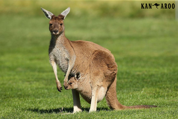 túi kangaroo, tìm hiểu về chuột túi kangaroo, kangaroo thuộc bộ gì, kangaroo sống ở đâu, kangaroo sơ sinh có kích thước trung bình khoảng, kangaroo nghĩa là gì, kangaroo là của nước nào, kangaroo đực có túi không, kangaroo của nước nào, kangaroo chuột túi, kangaroo ăn gì, hình con chuột túi, con kangaroo của nước nào, con chuột túi tiếng anh là gì, con chuột túi sống ở đâu, con chuột túi ở đâu, con chuột túi kangaroo, con chuột túi ăn gì, con chuột túi, chuột túi úc, chuột túi sống ở đâu, chuột túi sinh sản như thế nào, chuột túi sinh con, chuột túi ở úc, chuột túi ở nước nào, chuột túi kangaroo là biểu tượng của nước nào, chuột túi kangaroo, chuột túi con mới sinh, chuột túi con, chuột túi cao bao nhiêu, chuột túi ăn gì, chuột túi, chuot tui