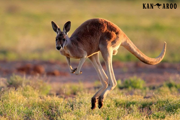 chuột túi, con chuột túi, kangaroo của nước nào, chuột túi kangaroo, kangaroo sống ở đâu, chuột túi sống ở đâu, kangaroo nghĩa là gì, con chuột túi tiếng anh là gì, chuột túi ăn gì, kangaroo chuột túi, kangaroo đực có túi không, kangaroo là của nước nào, chuột túi con, con chuột túi kangaroo, tìm hiểu về chuột túi kangaroo, chuột túi úc, chuột túi ở nước nào, chuột túi con mới sinh, chuột túi ở úc, chuột túi sinh sản như thế nào, hình con chuột túi, chuột túi kangaroo là biểu tượng của nước nào, chuột túi cao bao nhiêu, chuột túi sinh con, con chuột túi ăn gì, con chuột túi ở đâu