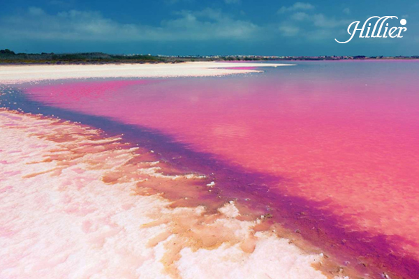 sự thật thú vị về nước úc, nước màu hồng, lake hillier, hồ nước màu hồng ở úc, hồ nước màu hồng, hồ nước hồng hillier australia, hồ màu hồng ở úc, hồ màu hồng, hồ hillier úc, hồ hillier ở australia, hồ hillier (australia), hồ hillier, hillier lake, hillier, biển hồng ở úc