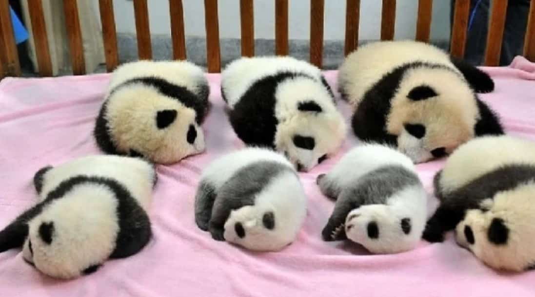 bán panda, dành được nuôi panda ko, con cái gấu nên ăn gì, con cái gấu sinh sống ở đâu, con cái panda, con cái panda nên ăn gì, con cái panda sinh sống ở đâu, Đặc điểm của panda, Đặc điểm panda, gấu panda, gấu sinh sống ở đâu, gấu quí nên ăn gì, panda, panda nên ăn gì, panda chỉ mất ở trung quốc, panda dành được nuôi ko, panda sở hữu ngủ nhộn nhịp ko, panda sở hữu ở đâu, panda sở hữu ở việt phái mạnh ko, panda con cái, panda còn từng nào con cái, panda của nước nào là, panda dễ thương, panda tới từ đâu, panda đỏ chót sở hữu ở việt phái mạnh ko, panda đỏ chót ở việt phái mạnh, panda là quốc bảo của trung quốc, panda rộng lớn, panda nhỏ, panda ở đâu, panda ở nước nào là, panda ở việt phái mạnh, gấu truc panda, panda panda, panda quốc bảo của trung quốc, panda sinh sống ở đâu, panda quí nên ăn gì, panda nằm trong chúng ta gì, panda thông thường sinh sống ở đâu, panda trung quốc, panda trung quốc, panda việt phái mạnh, trình làng về panda, loại panda, môi trường thiên nhiên sinh sống của panda, mua sắm panda, mua sắm panda ở đâu, nuôi panda, nuôi panda ở việt phái mạnh, ở việt nam có gấu trúc không, panda, panda là gì, panda sinh sống ở đâu, tại vì sao panda chỉ mất ở trung quốc, thói quen của panda, vấn đề về panda, dò xét hiểu về panda, tính cơ hội của panda, bên trên toàn cầu còn từng nào con cái panda, trung quốc mang lại mướn panda, trung quốc tặng panda, việt nam có gấu trúc không 
