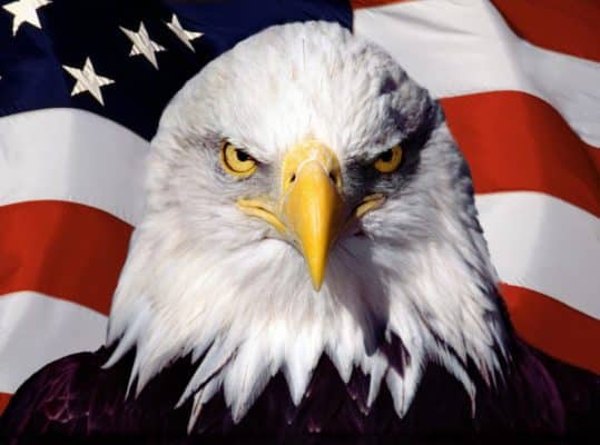 Đại bàng Mỹ là biểu tượng của nước Mỹ, thể hiện sự quyết đoán và uy quyền. Với nền kinh tế phát triển, Mỹ ngày càng tăng cường bảo vệ môi trường và bảo vệ loài động vật quý hiếm như đại bàng. Hãy thưởng thức hình ảnh đại bàng Mỹ với niềm tự hào về quốc gia này.