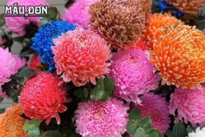 quốc hoa của trung quốc, quốc hoa trung quốc, quốc hoa của trung quốc là gì, quốc hoa của trung quốc là hoa gì, hoa mẫu đơn quốc hoa trung quốc, quốc hoa trung quốc là gì, quốc hoa nước trung quốc, quốc hoa của trung quốc là