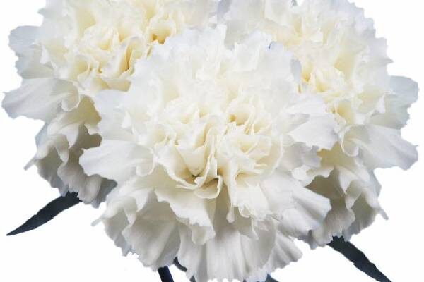 hoa cẩm chướng, ý nghĩa hoa cẩm chướng, hoa cẩm chướng có ý nghĩa gì, hình ảnh hoa cẩm chướng, hoa cẩm chướng ý nghĩa, cách trồng hoa cẩm chướng, ý nghĩa hoa cẩm chướng hồng, ý nghĩa hoa cẩm chướng đỏ, hình ảnh hoa cẩm chướng đẹp, trồng hoa cẩm chướng, ý nghĩa hoa cẩm chướng trắng, hoa cẩm chướng slovenia, biểu tượng của nước slovenia, biểu tượng slovenia, nguồn gốc hoa cẩm chướng, cách chăm sóc hoa cẩm chướng