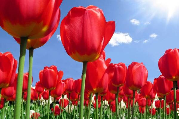 hoa tulip , hoa tulip là biểu tượng nước nào, quốc hoa hungary, nguồn gốc hoa tulip, đặc điểm hoa tulip , hình ảnh hoa tulip đẹp, hoa tulip có ý nghĩa gì, ý nghĩa loài hoa tulip