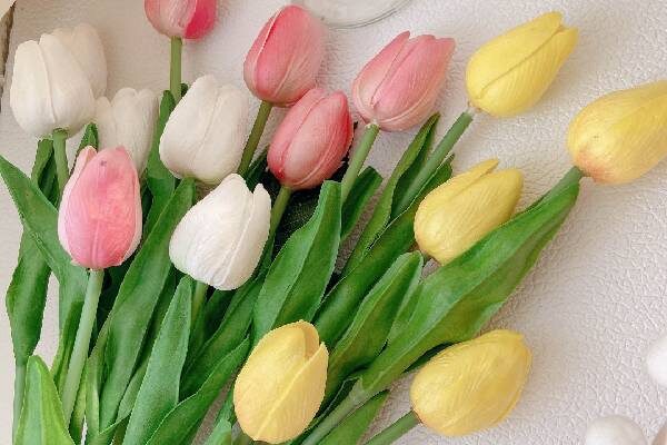 Hình ảnh Hoa Tulip đẹp PNG , Xinh đẹp, Cây, Nhưng Bông Hoa Tươi PNG trong  suốt và Vector để tải xuống miễn phí