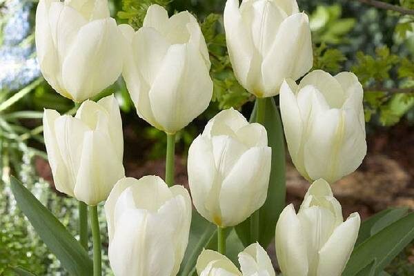 hoa tulip , hoa tulip là biểu tượng nước nào, quốc hoa hungary, nguồn gốc hoa tulip, đặc điểm hoa tulip , hình ảnh hoa tulip đẹp, hoa tulip có ý nghĩa gì, ý nghĩa loài hoa tulip