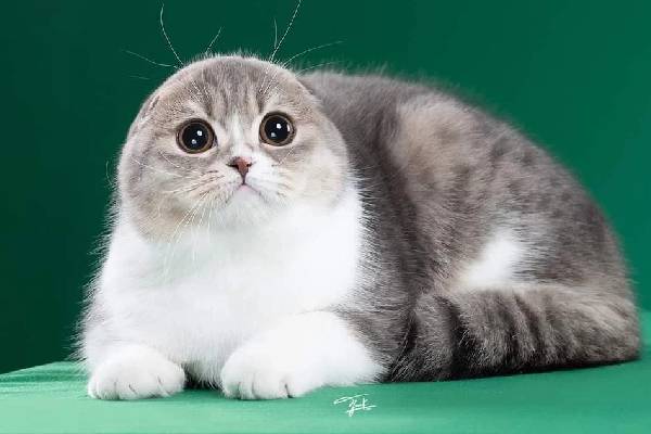 Tìm hiểu về nguồn gốc và đặc điểm của giống mèo tai cụp cute