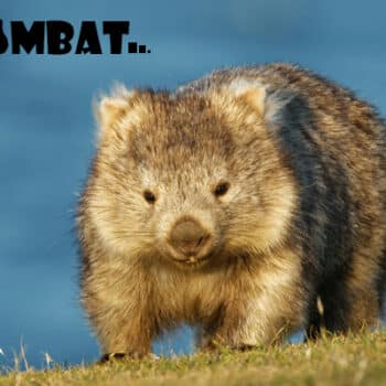 wombat là gì, gấu túi mũi trần, gấu túi wombat, wombat là con gì, wombat