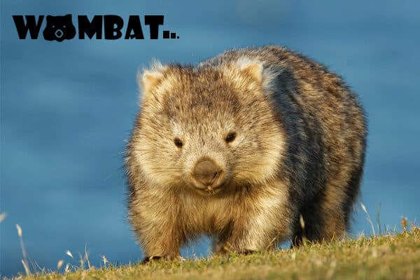 wombat là gì, gấu túi mũi trần, gấu túi wombat, wombat là con gì, wombat