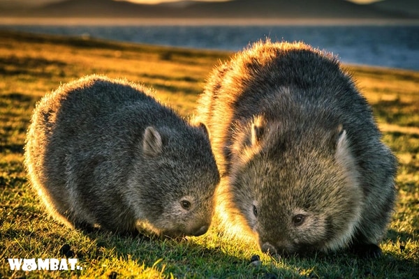 con wo, con wombat, gấu túi mũi trần, gấu túi wombat, gấu wombat, wombat, wombat la con gi, wombat là con gì, wombat là gì, wombats, wonbat, wormbat, wowbat 