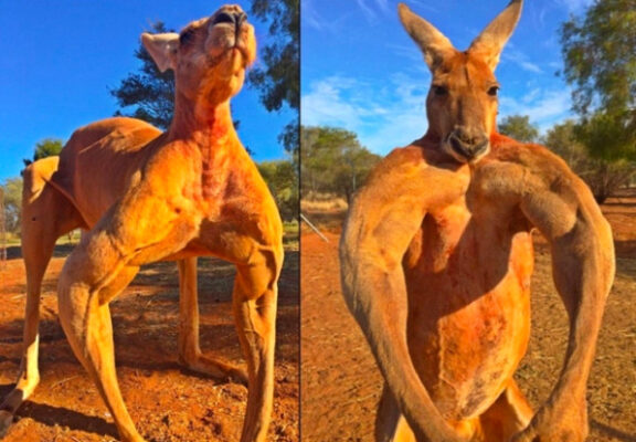 dinh-duong-tu-thit-chuot-tui-kangaroo