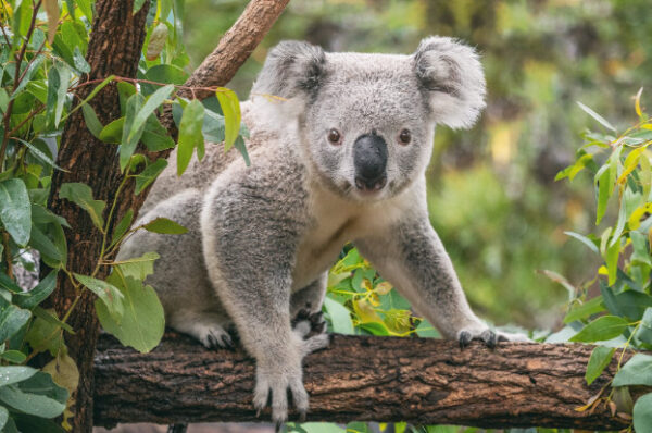 gau-tui-koala-uc