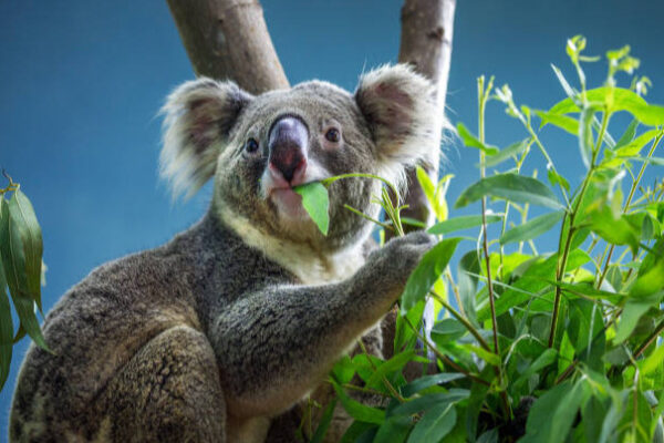 gau-koala-an-gi